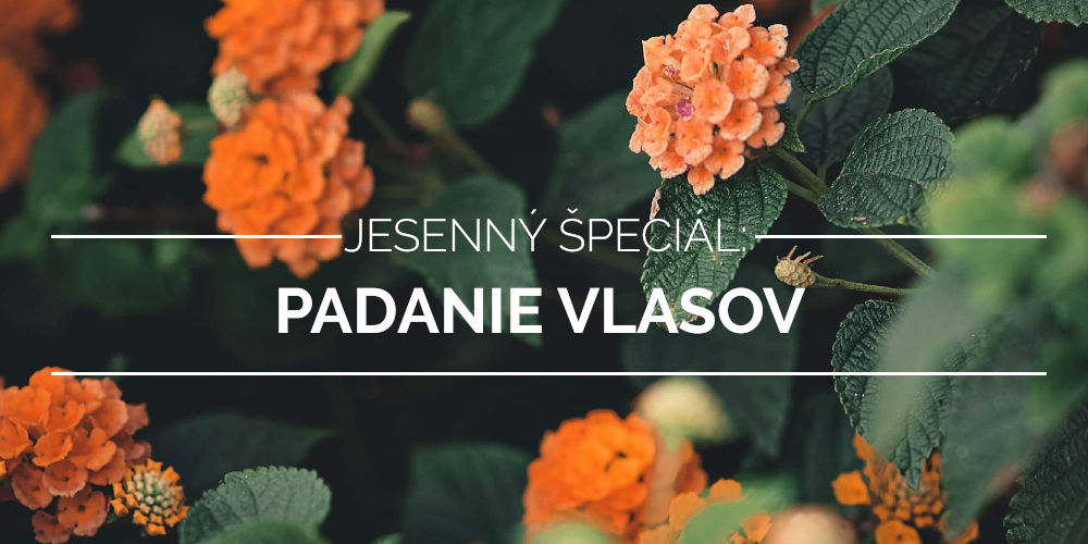 JESENN PECIL  padanie vlasov