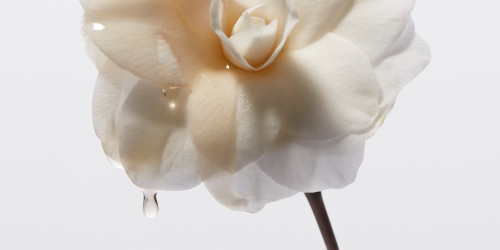 Vlasov oleje  zzraky v malch fatikch